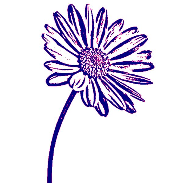 Daisy   Kopi Thumbnail